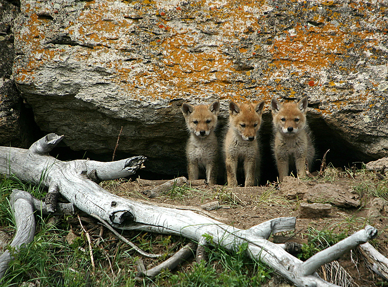 Coyote pups