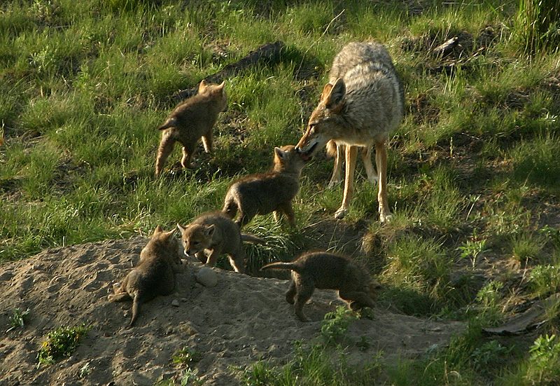 Coyote with pups