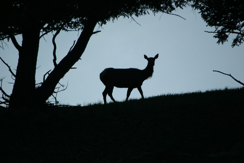 Elk