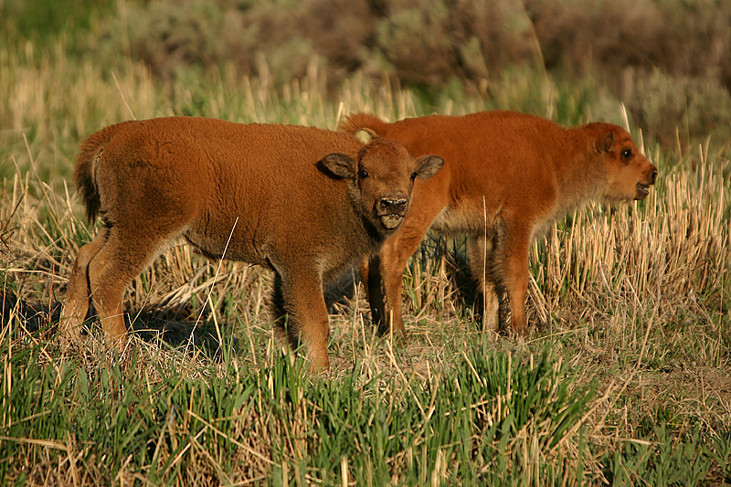Bison calves