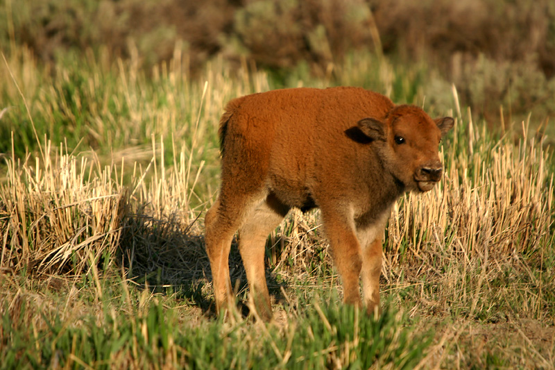 Bison calf