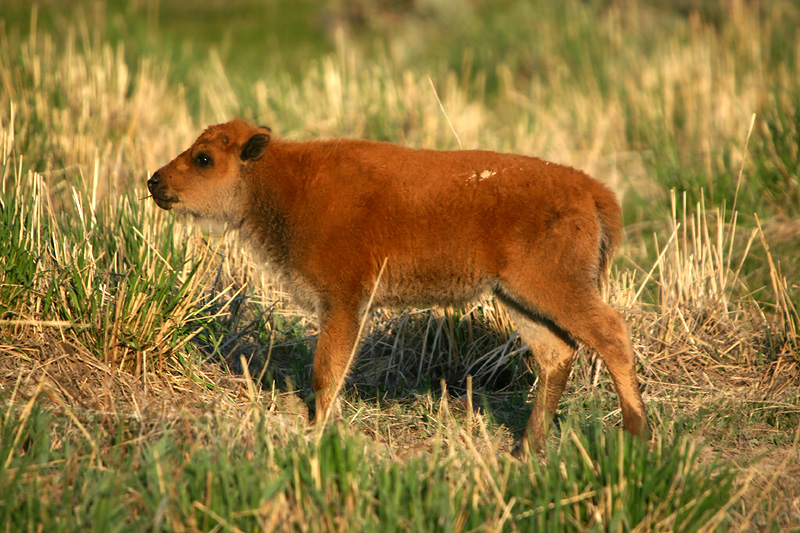 Bison calf