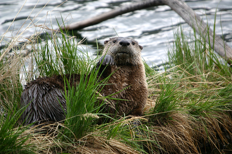 Otter