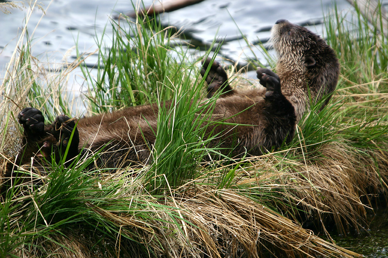 Otter