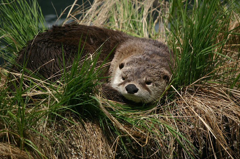 Otter