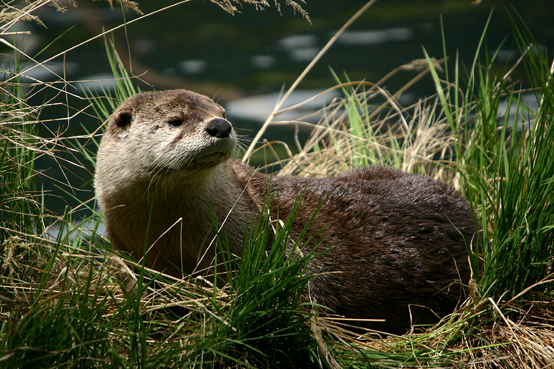 Otter