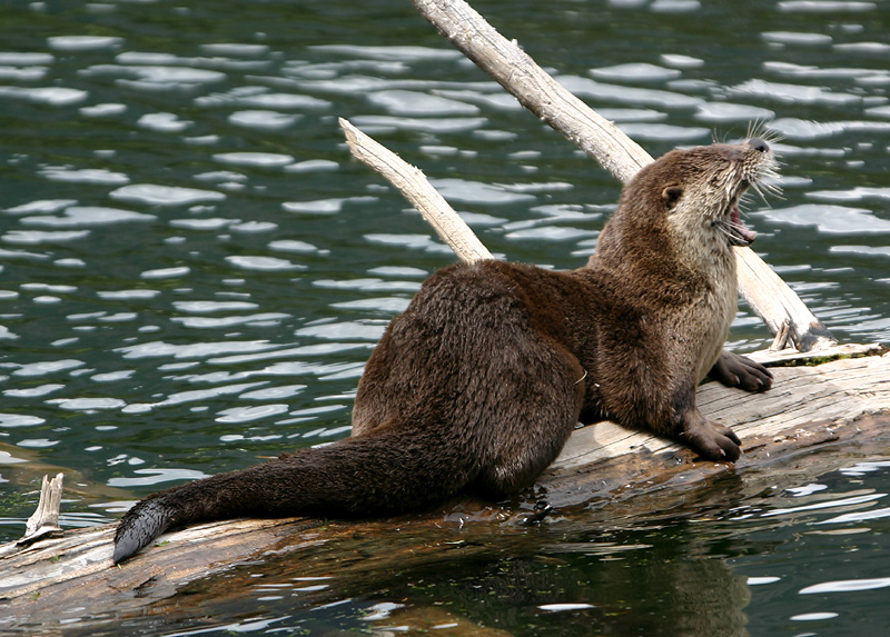 Otter