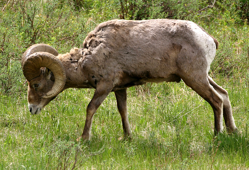 Bighorn Ram