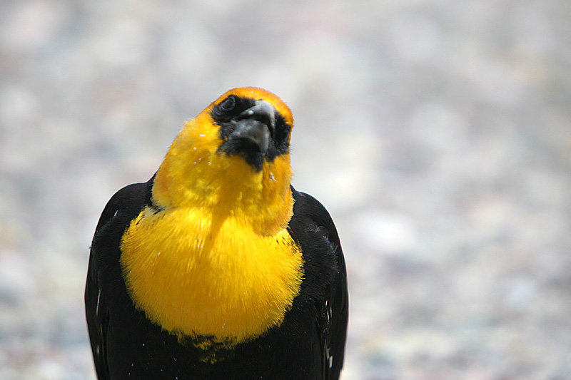 Yellow-headed Blackbird