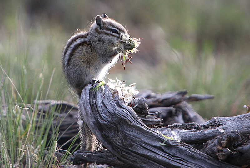 Chipmunk