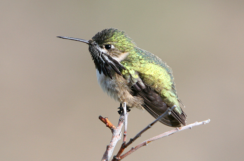 Calliope Hummingbird - male