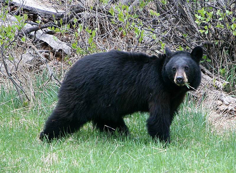 Black Bear