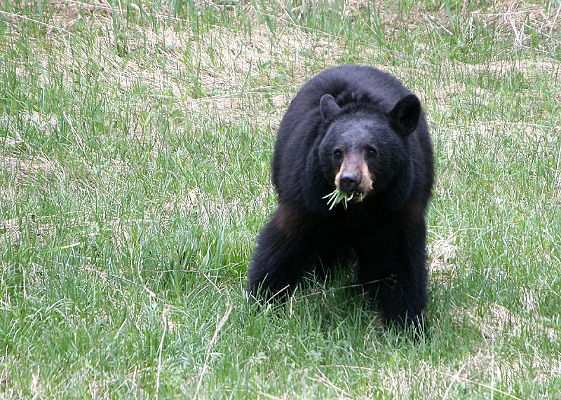 Black Bear