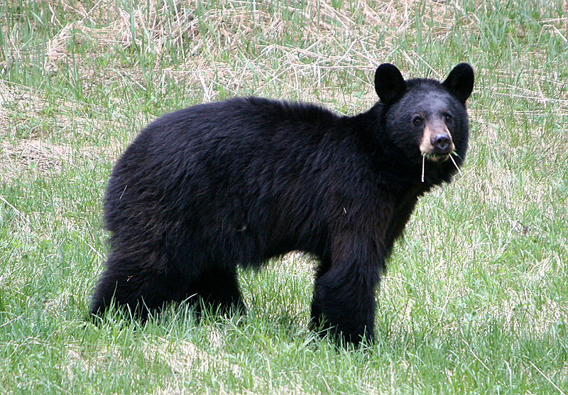 Black Bear
