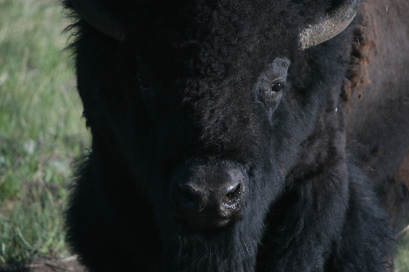 Bison close up