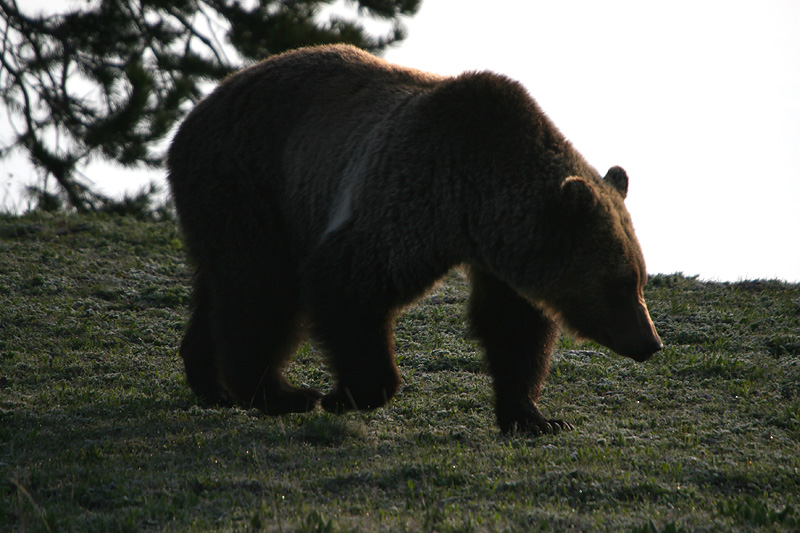 Grizzly