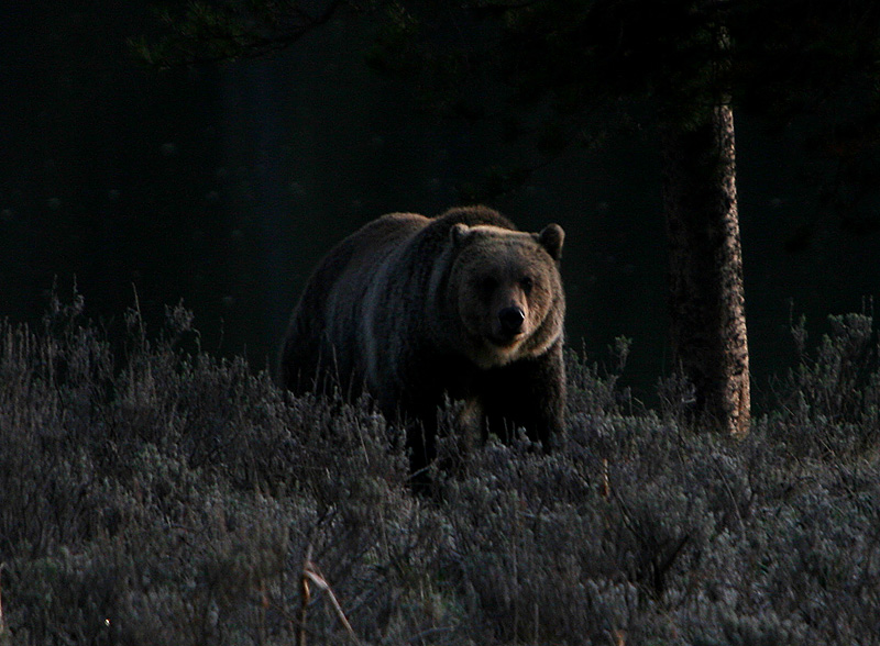 Grizzly