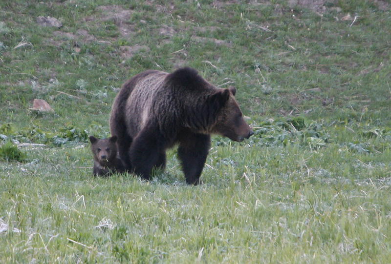 Griz mom with cub