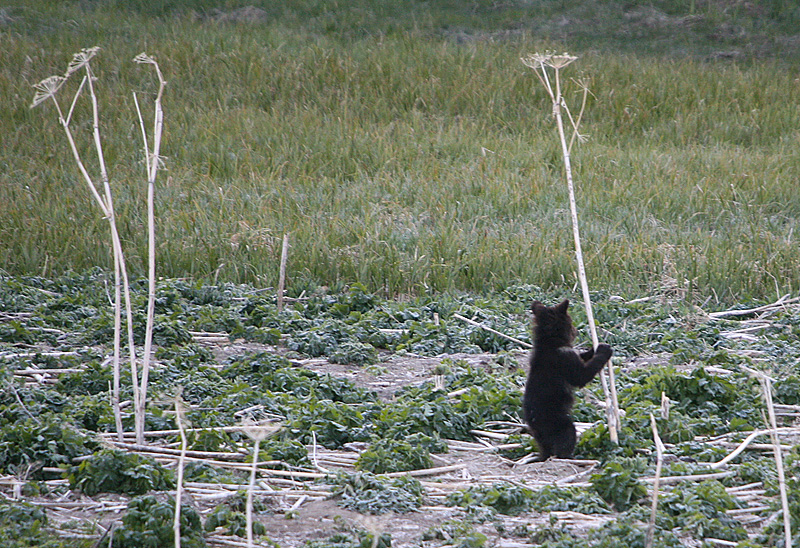 Griz cub