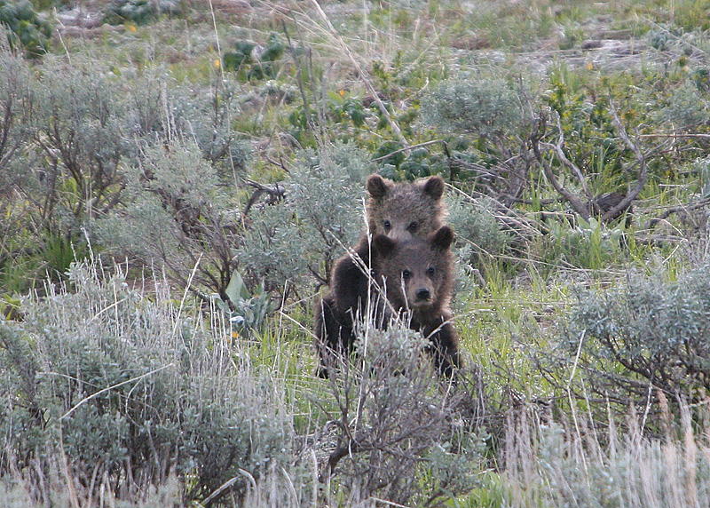 Cubs playing