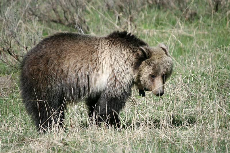 Grizzly