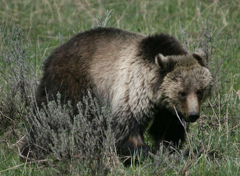 Grizzly