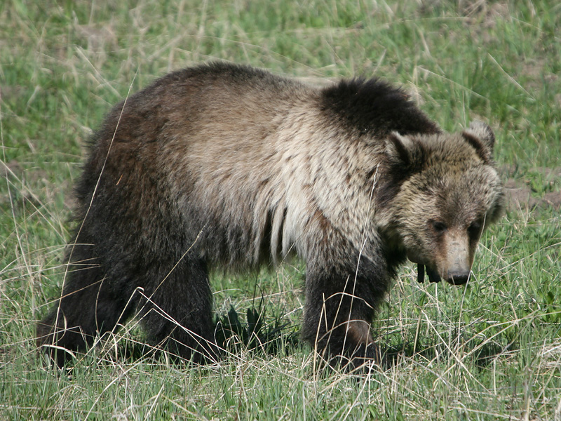 Grizzly