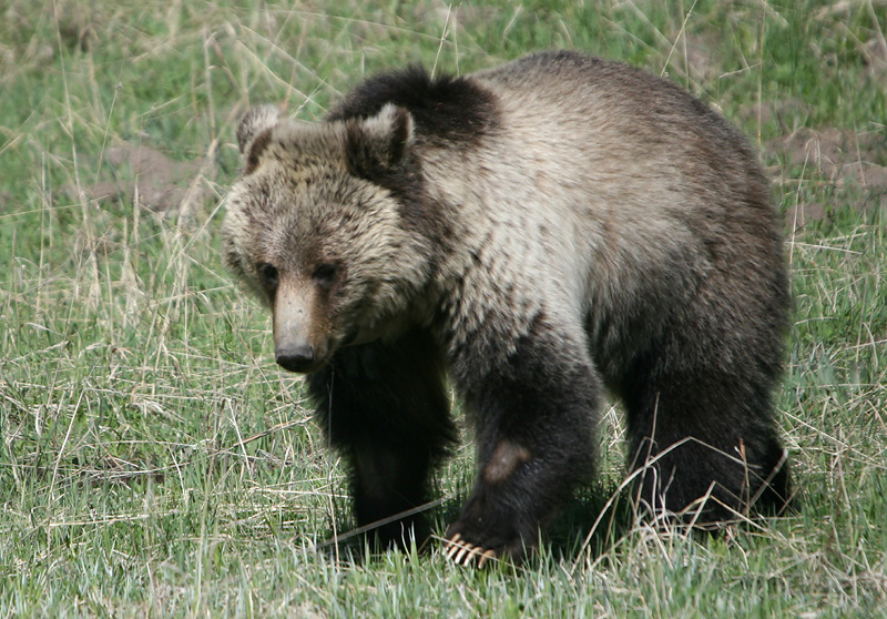 Grizzly