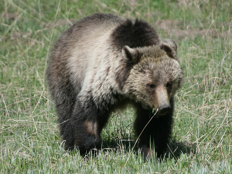 Grizzly