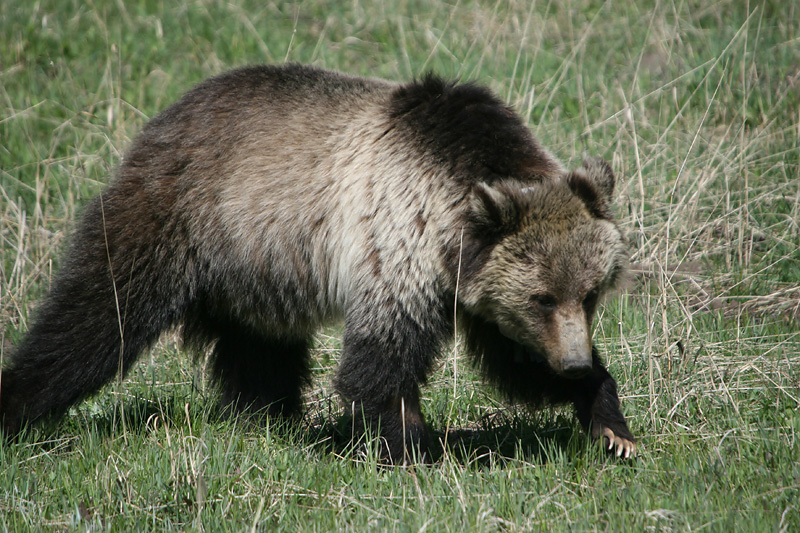 Grizzly