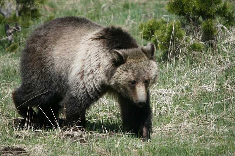 Grizzly