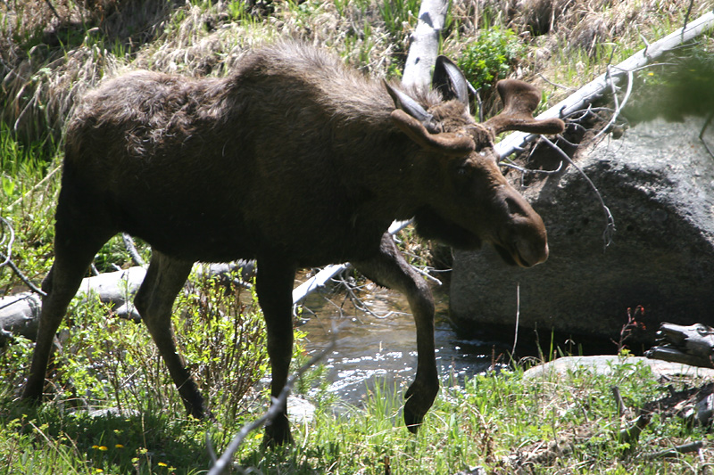 Bull moose