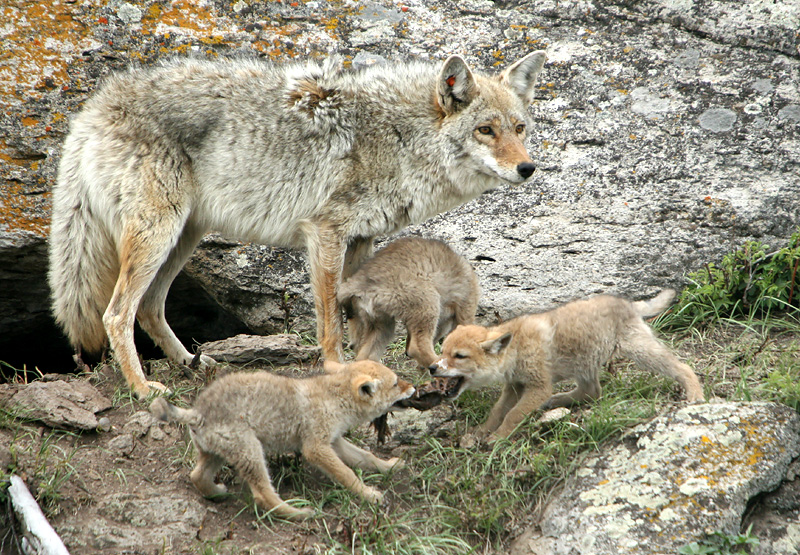 Pups fighting over a meal