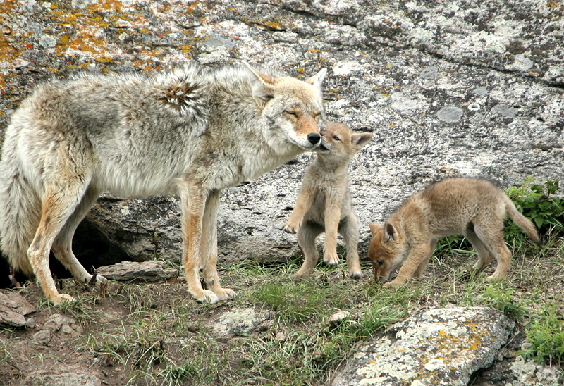 Coyote with pups