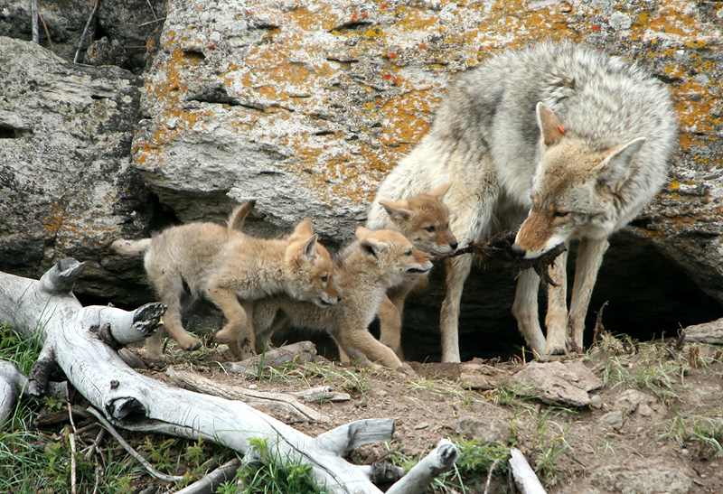 Coyote with pups