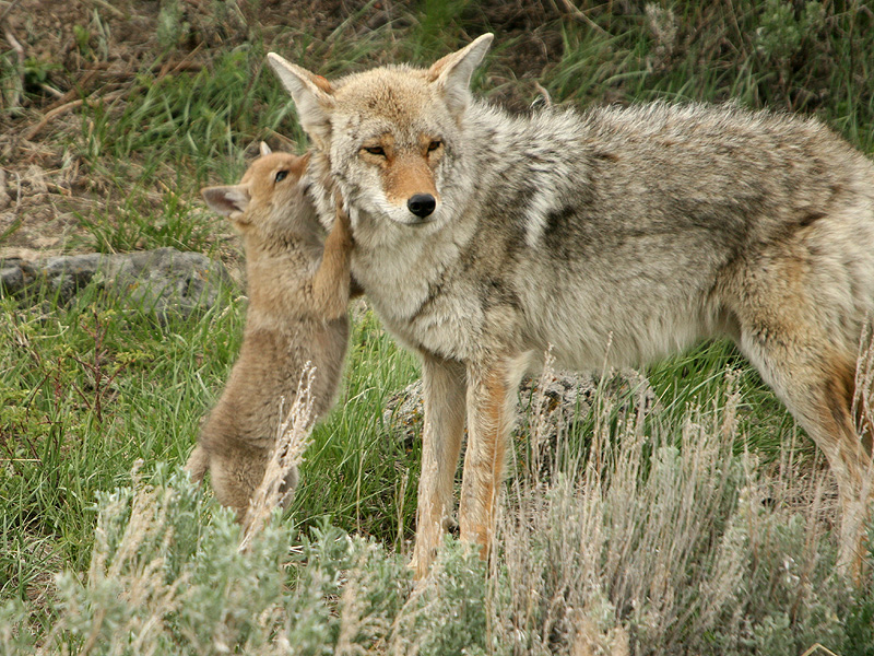 Coyote with pup