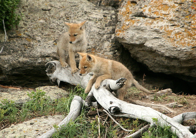 Coyote pups