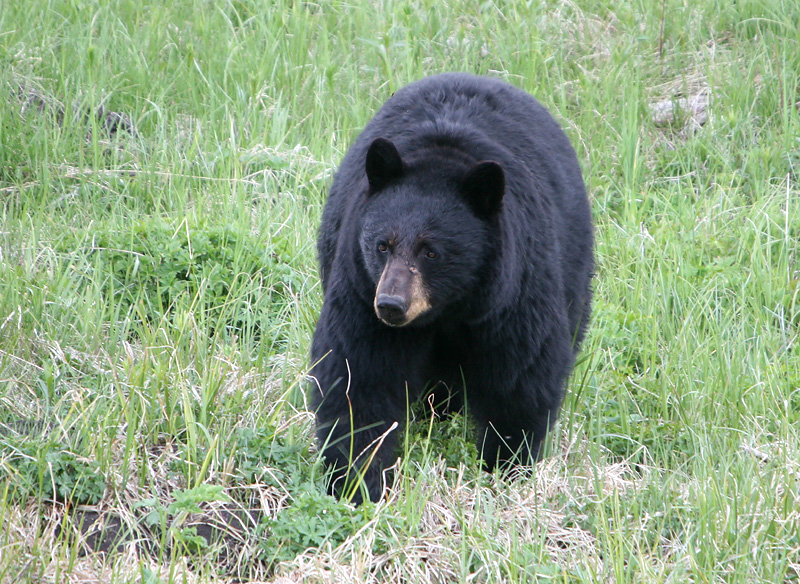 Black Bear