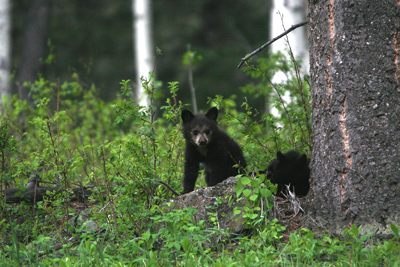 Black Bear cubs