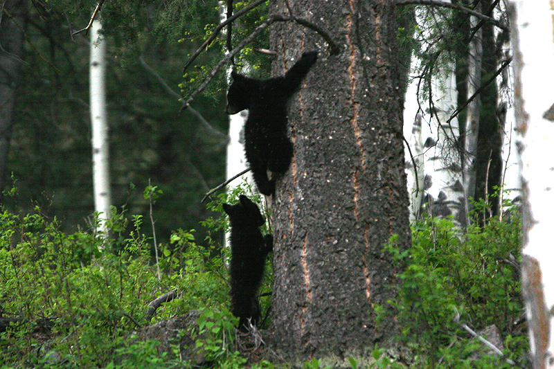 Black Bear cubs