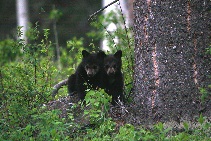Black Bear cubs