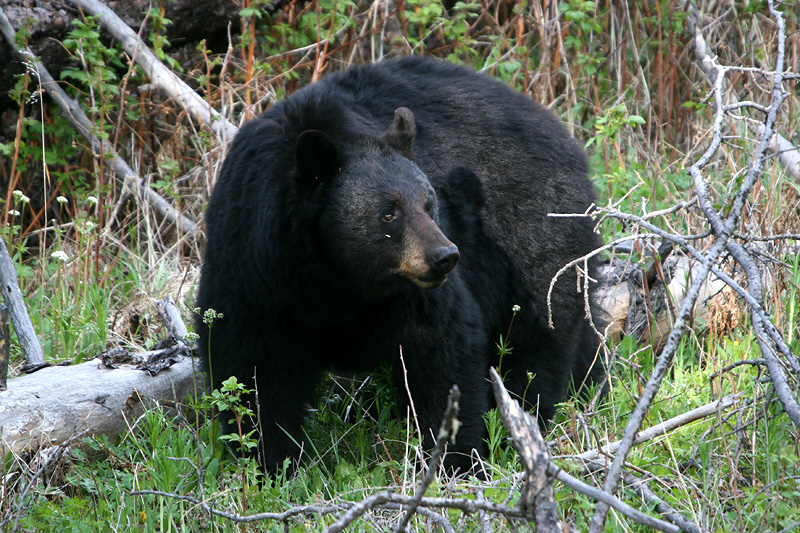 Black Bear