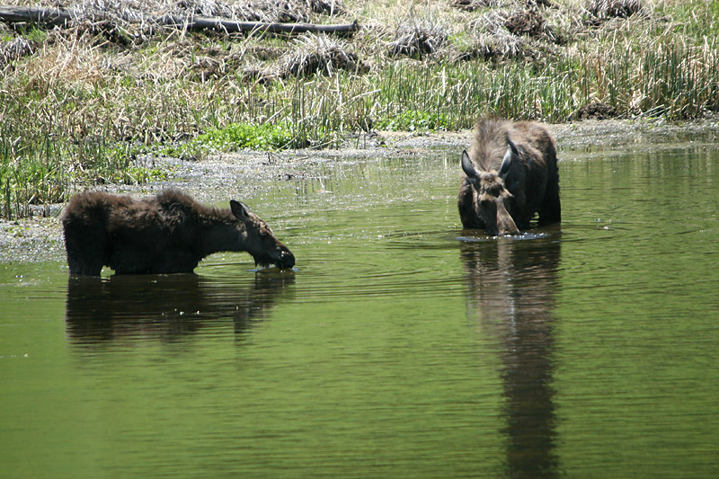 Moose and calf
