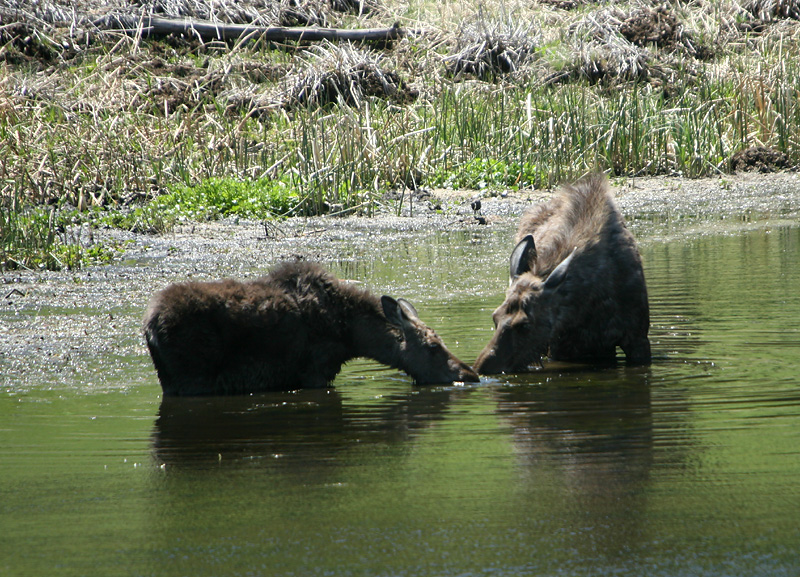 Moose and calf