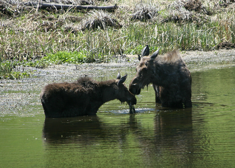 Moose and calf