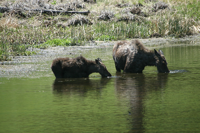 Moose and calf