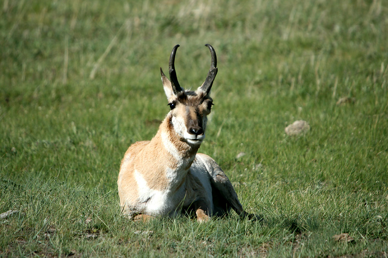 Pronghorn