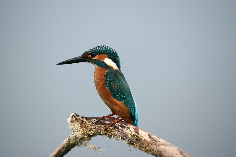 Kingfisher