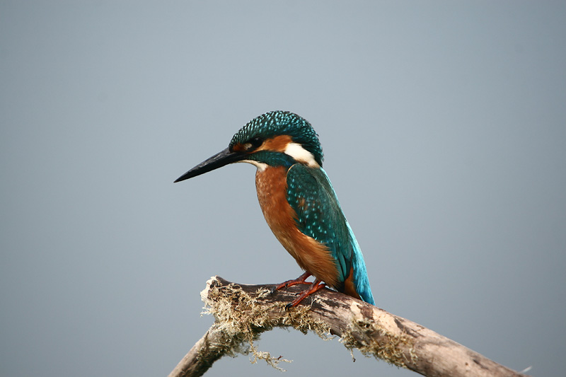 Kingfisher