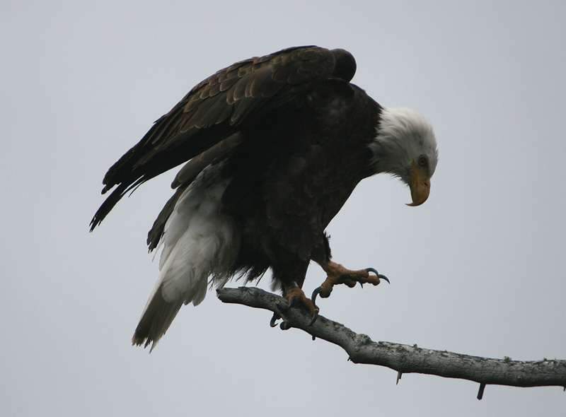Bald Eagle